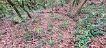Plants: image 6 Of 208 Thumb